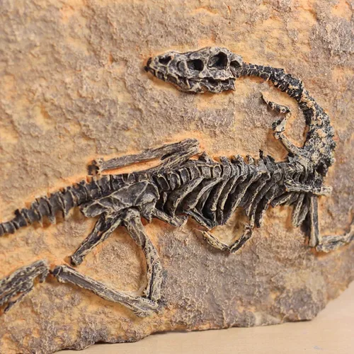 Miniatura 4 de XINDAM Modelo de estatua de fósil de dinosaurio de resina, esqueleto simulado para exhibición en hogar y oficina, caja decorativa de manualidades