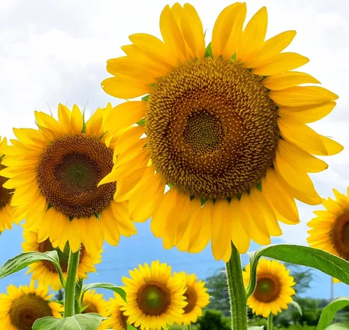 Semillas de girasol grandes con rayas grises para plantar (Helianthus annuus). Estas flores gigantes del sol atraen colibríes, abejas y mariposas