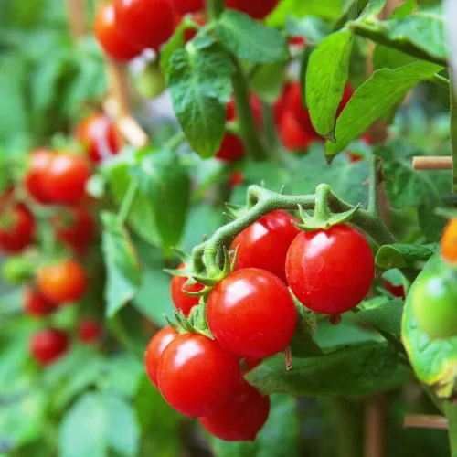 Miniatura 6 de MOCCUROD - 100 semillas de tomate cereza para interiores, semillas de herencia vegetal rara de tomate enano rojo y amarillo