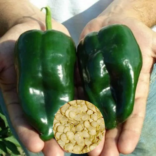 Miniatura 3 de 80 semillas de pimiento poblano ancho, orgánicas, reliquia, sin OMG, semillas siempre frescas, semillas de siembra para huerto doméstico