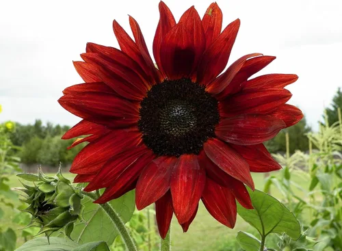 Miniatura 2 de Girasol, Velvet Queen, 100 semillas hermosas flores rojas brillantes