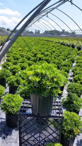 Miniatura 4 de Pieris jap. 'Cavatine' (Cavatine Dwarf Andromeda) Evergreen, #2 - Contenedor