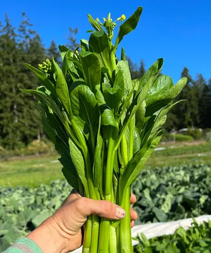 Yu Choy Sum Seeds, vegetal verde asiático sin OMG, más de 4000 semillas, crecimiento rápido por Mai's Family