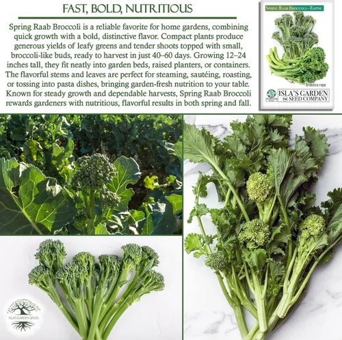 Miniatura 5 de Semillas de brócoli Raab Rapini de primavera, 300 semillas por paquete, semillas sin OMG, nombre botánico: Brassica oleracea, Isla's Garden Seeds