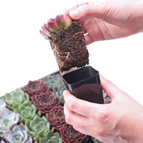 Mountain Crest Gardens Sempervivum - Paquete a granel – 25 plantas vivas resistentes al frío, 5 de cada variedad, enraizadas en macetas de 2
