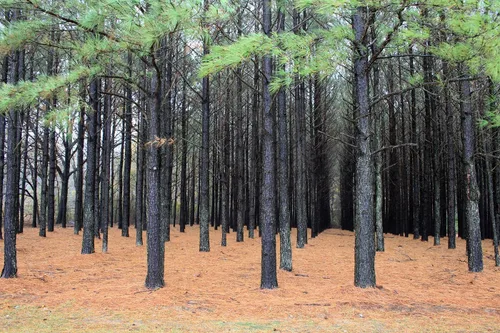 Miniatura 6 de Loblolly Pine Tree Semillas Premium Pinus taeda Plants'® (Premium Seeds, 100)