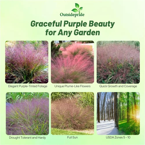 Miniatura 2 de Outsidepride - 500 semillas de la hierba ornamental perenne zacate amor (Eragrostis spectabilis ornamental [Love Grass]) para sembrar