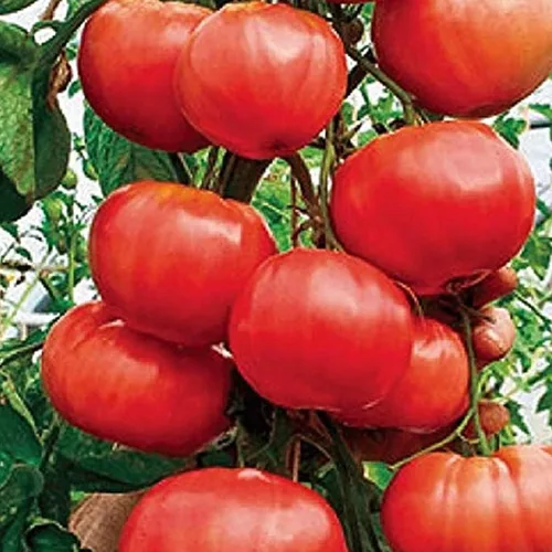 Miniatura 3 de Gardeners' Choice - Árbol de tomate gigante