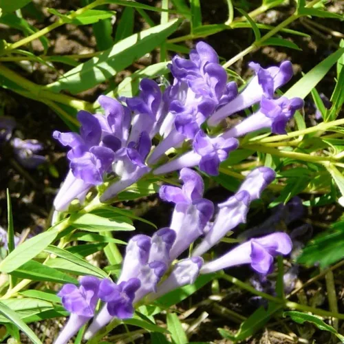 Baikal Scullcap Seeds (Scutellaria baicalensis) Más de 20 semillas de hierbas medicinales en cápsulas de semillas congeladas para el jardinero y