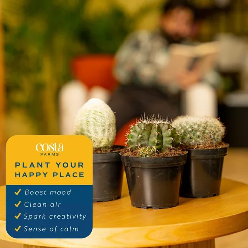Miniatura 5 de Costa Farms Plantas vivas de cactus en poste de plástico, plantas suculentas fáciles de mantener, decoración del hogar, habitación u oficina, gran