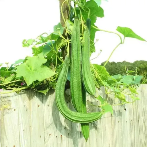 Miniatura 6 de Más de 30 semillas de calabaza de Luffa para plantar calabazas de esponja de lufa, sin OMG, reliquia trepadora, vegetales, vegetales cultivados