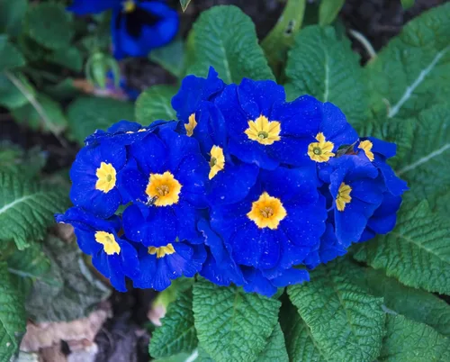 Miniatura 5 de 50 semillas mixtas de flores de planta de interior con sombra de prímula vulgaris