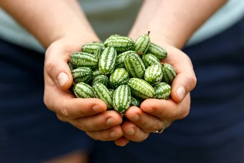 Miniatura 2 de Semillas de melón de ratón 20 semillas Cultiva esta fruta de jardín exótica y rara Semillas de cucamelón, fruta pequeña para cultivar