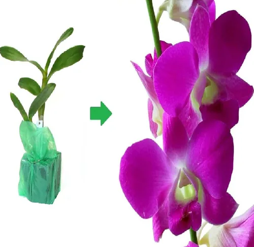 Miniatura 3 de Dendrobium - Plantas hawaianas para orquídeas, 2 unidades, 4-6 pulgadas, de altura enraizada en maceta de 2.5 pulgadas, sin floración, D2