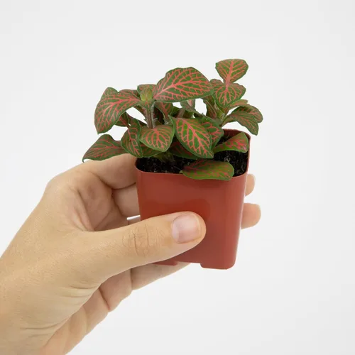 Miniatura 4 de Plantas de interior fáciles de cultivar (paquete de 12) plantas de interior vivas en contenedores de plantas, juego de plantas de elección
