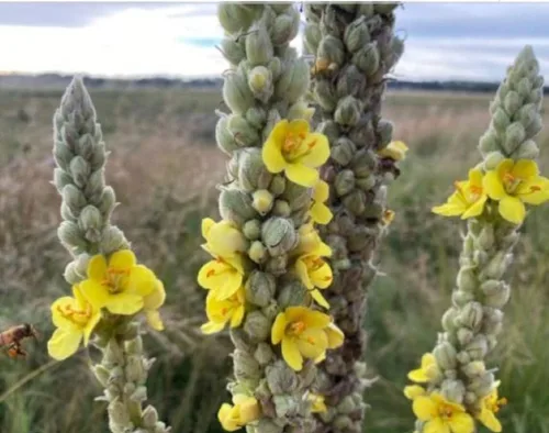 Miniatura 4 de Té de hoja de gordolobo, hierba para apoyo respiratorio, membranas mucosas, limpieza pulmonar y desintoxicación Mezcla de hojas secas, cortadas