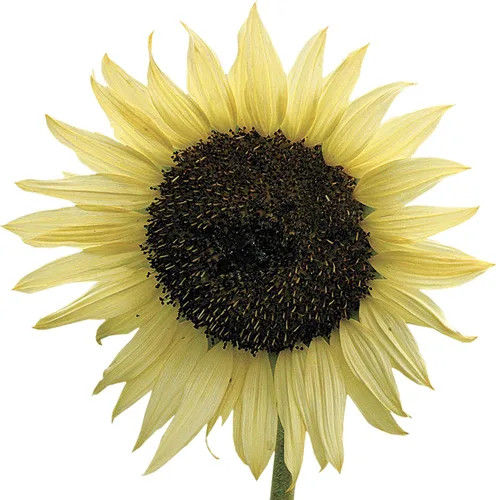 Miniatura 8 de Park Seed Semillas de girasol de oso de peluche gigante, flores dobles esponjosas de 8 pulgadas, variedad de primavera fácil de cultivar, ideal