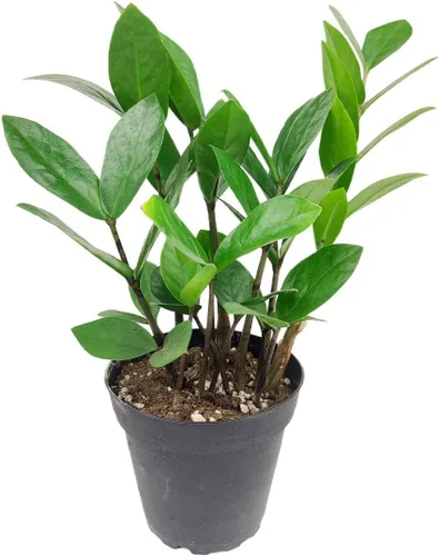 Miniatura 33 de Árbol de dinero trenzado de tocón de Pachira (4 pulgadas), plantas de interior de la suerte, plantas de interior decorativas únicas de 4/6 pulgadas