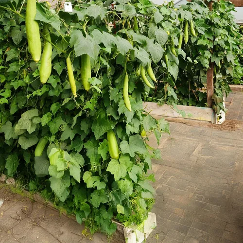 Miniatura 5 de Park Seed Luffa - Semillas de calabaza – Planta de esponja de lufa sin OMG para exfoliación natural de la piel, limpieza de platos y uso culinario