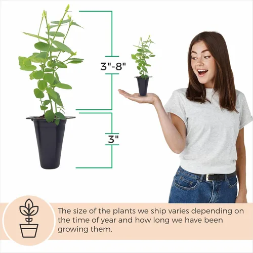 Miniatura 3 de Planta de Arándano Biloxi (Paquete de 4) Viva en venta Plantas fáciles de cultivar Planta de frutas comestibles para vida sostenible Cultiva