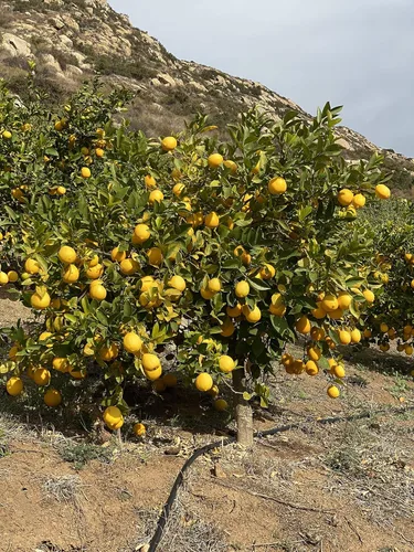 Miniatura 4 de ACE Ranch Limones Meyer orgánicos de California 5lbs
