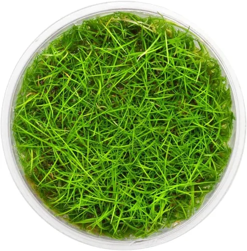 Miniatura 44 de Planta viva SubstrateSource - Hierba enana Eleocharis Belem cultivada en tejidos acuáticos para acuario - 100% libre de caracoles en copa in vitro