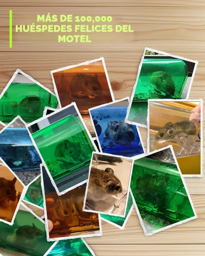 Miniatura 7 de Trampas para Ratones Motel Mouse Humanas Sin Matar de Captura Viva y Liberación 4 Pack - Reutilizable, Fácil de Usar y Limpiar, Liberación Sin