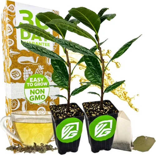 Miniatura 13 de Yerba Mate – Ilex paraguariensis by Wellspring Gardens – Planta de té sudamericana – Árbol del patrimonio cultural – Energizador botánico exótico