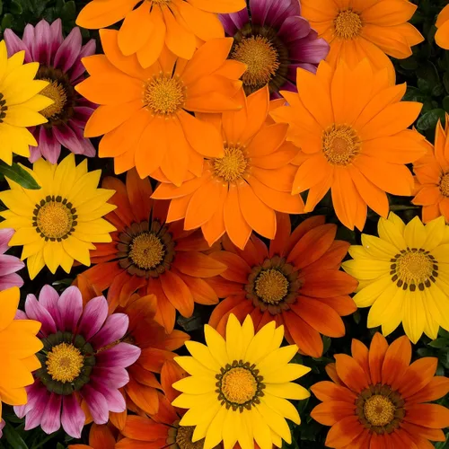 Miniatura 7 de Outsidepride New Day Bright - Semillas mixtas de Gazania para plantar, 25 piezas de semillas perennes, de bajo mantenimiento, tolerantes a la sequía