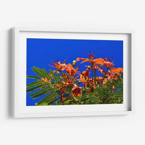 Miniatura 7 de Canvas Lab Lienzo decorativo para pared Árbol Flamboyan, Cancún por el artista Luis Velasco – Tamaño: 12 x 8 in - Tema: Botánico, Floral,Naturaleza
