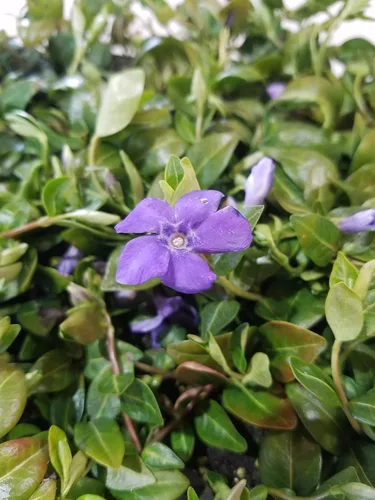 Miniatura 2 de Myrtle Vinca/Periwinkle Hardy Groundcover 50 Plantas Macetas de 2