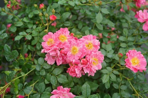 OSO Easy® Double Pink Rose-Very Hardy Probado Ganadores - Maceta de 4"
