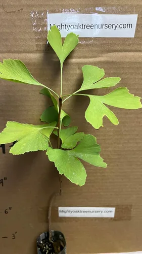 Miniatura 7 de Plántula de Ginkgo Biloba de 2 a 3 años de edad de 10 a 12 pulgadas de alto
