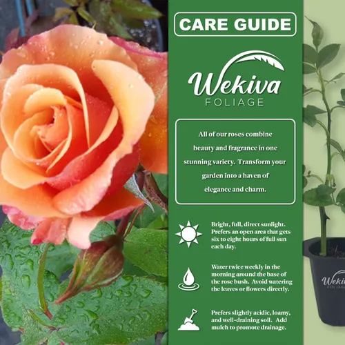 Miniatura 2 de Arbusto de rosa toscana – 1 planta de inicio vivo – Versátil y hermosa rosa Floribunda añade color y fragancia a cualquier jardín
