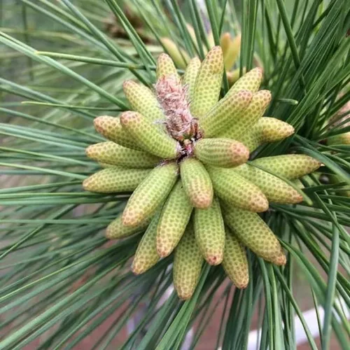 Pinus palustris (pino de hoja larga) Semillas de árbol, árbol de hoja perenne de larga vida, semillas de MySeeds.Co, elige la cantidad (tamaño del