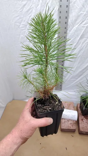 Miniatura 8 de Pino negro japonés Árbol de 1 año en maceta de vivero. Pinus thunbergii. Pino Thunbergiana. Pino verde. Listo para paisaje o bonsái