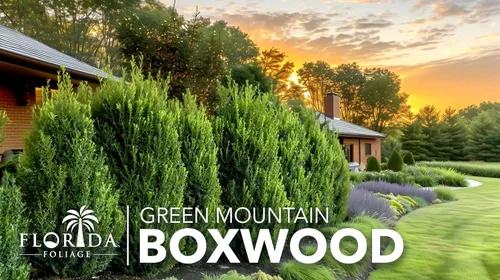 Miniatura 4 de Green Mountain Boj Planta de tamaño de 1 galón vivo Elegante árbol de hoja perenne en forma de pirámide, ideal para topiario y paisajismo