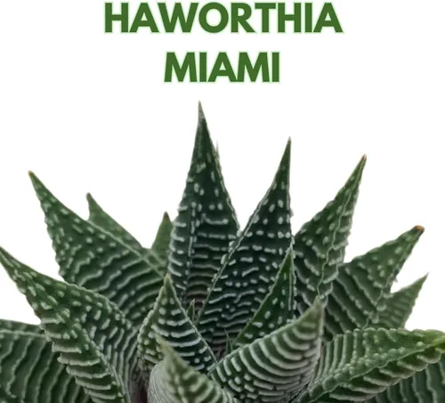 Miniatura 2 de BubbleBlooms Haworthia Miami, 2 pulgadas wandera Tropiflora Lace Aloe