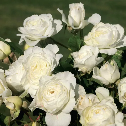 Heirloom Roses Planta de rosas - Luna Love™ White Rose Bush, planta viva para plantar al aire libre