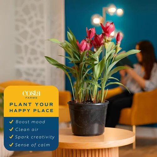 Miniatura 5 de Costa Farms Curcuma, planta viva de jengibre oculto en maceta de plástico, planta de interior con flores al aire libre, perfecta para decoración