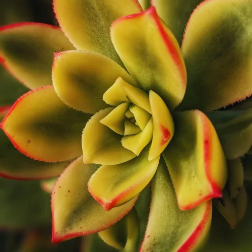 Miniatura 3 de Aeonium Suculents Plant Live, Aeonium Plant in 4 Inc Pot (amarillo verde)