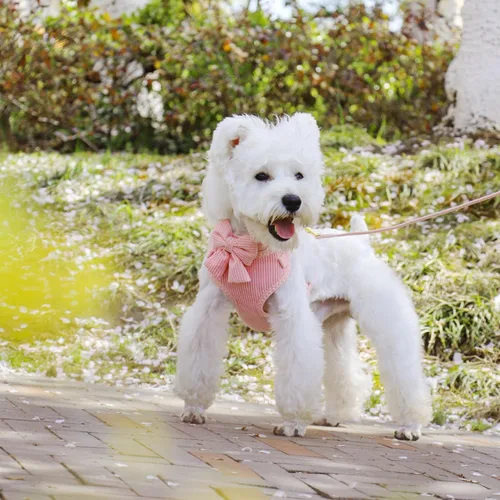 Miniatura 2 de Didog Lindo juego de arnés, collar y correa para perro pequeño con moño, arnés acolchado de malla suave y transpirable para cachorros, arnés rosa
