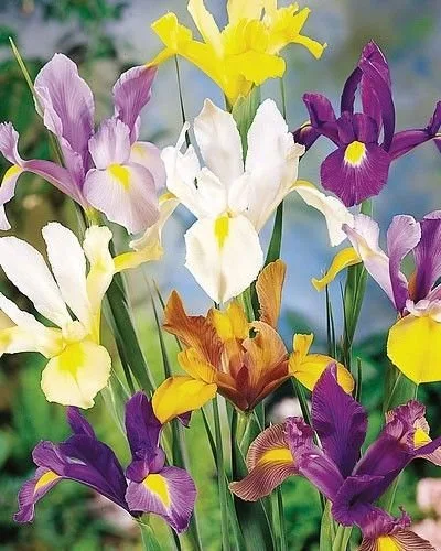 Iris holandés mezclado 12 bombillas (Iris hollandica) (perenne, flores florecientes de primavera