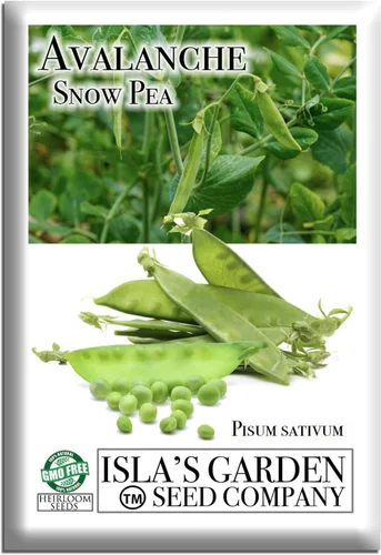 Semillas de guisantes de nieve Avalanche para plantar, más de 50 semillas sin OMG y reliquia, nombre botánico: Pisum sativum, cápsulas crujientes y