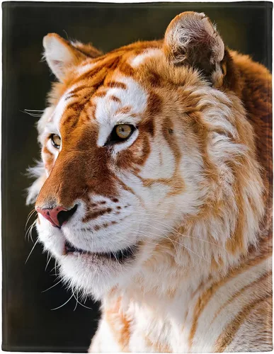 HommomH Manta de retrato de tigre, 60 x 80 pulgadas, diseño de fotografía de animales salvajes, manta decorativa de forro polar suave y acogedora