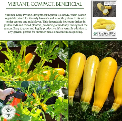 Miniatura 5 de Semillas de calabaza de verano de cuello recto amarillo prolífico temprano para plantar, más de 50 semillas vegetales tradicionales por paquete
