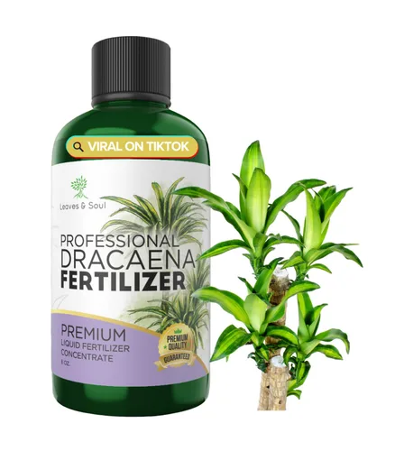 Dracaena profesional fertilizante líquido 3-1-2 concentrado de 8 onzas, alimento líquido prémium para plantas de interior, fertilizante líquido para