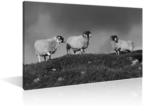 Miniatura 19 de Arte de pared en blanco y negro con diseño de vaca escocesa de las tierras altas en la Isla de Mull impresiones sobre lienzo, decoración del hogar