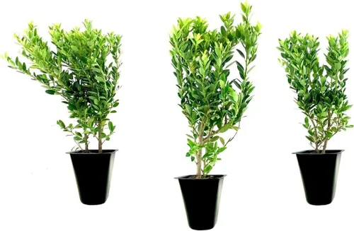 Hoogendoorn Holly Shrub I 3 Live Plants I Ilex Crenata | Árbol de hoja perenne brillante para setos, pantallas de privacidad y acentos decorativos