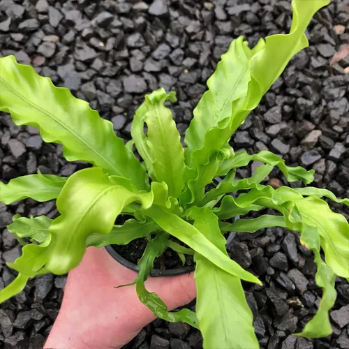 Miniatura 3 de Helecho Birdsnest japonés Victoria - Planta viva en una maceta de 6 pulgadas - Asplenium Nidus Antiquum 'Victoria' - Helechos raros y exóticos